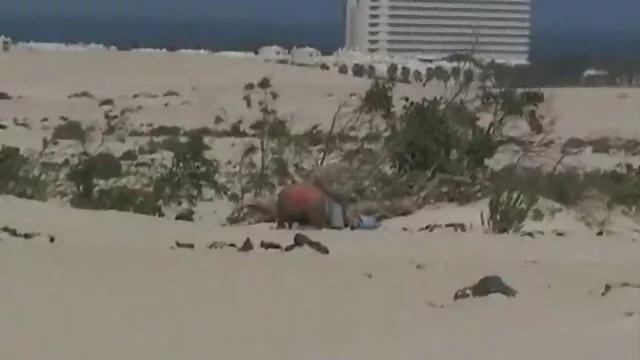 פורנו בחינם ללא רישום  ברונטית עם שיער סקס זקנות חינם בסקס מנדי.